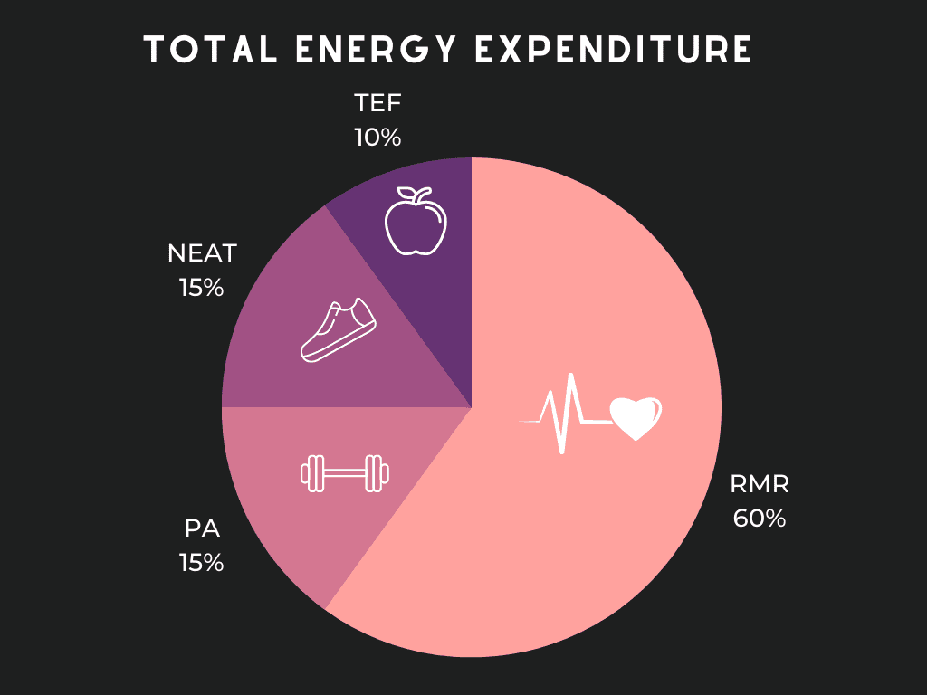 components of total energy expenditure